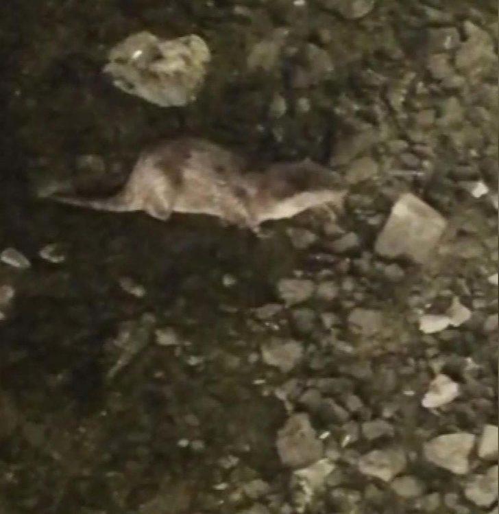 Küçükçekmece Gölü'nde ortaya çıktı! Nesli tükenmek üzere... G3