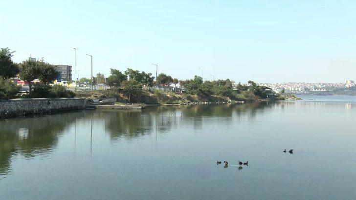 Küçükçekmece Gölü'nde su samuru görenlerin sayısı artıyor G2