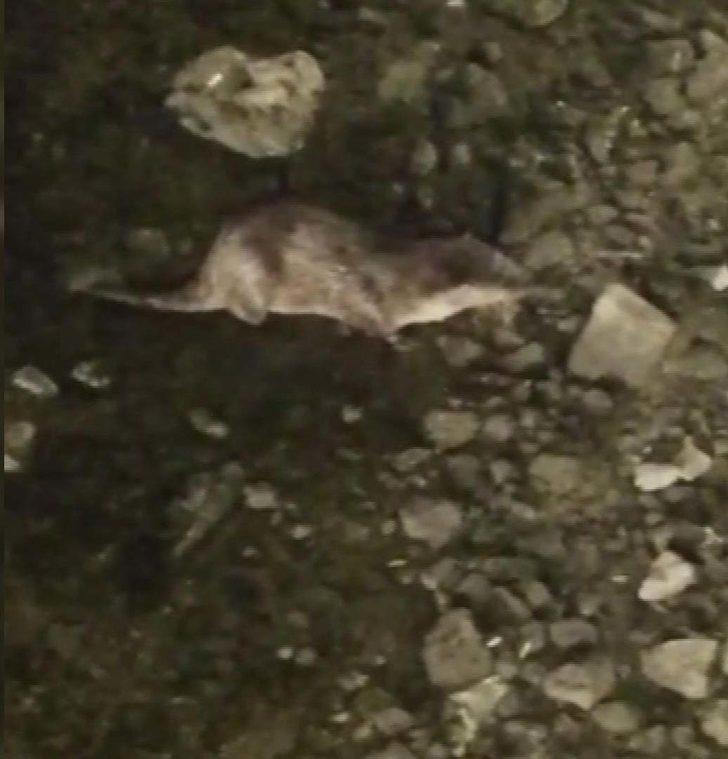 Küçükçekmece Gölü'nde su samuru görenlerin sayısı artıyor G4