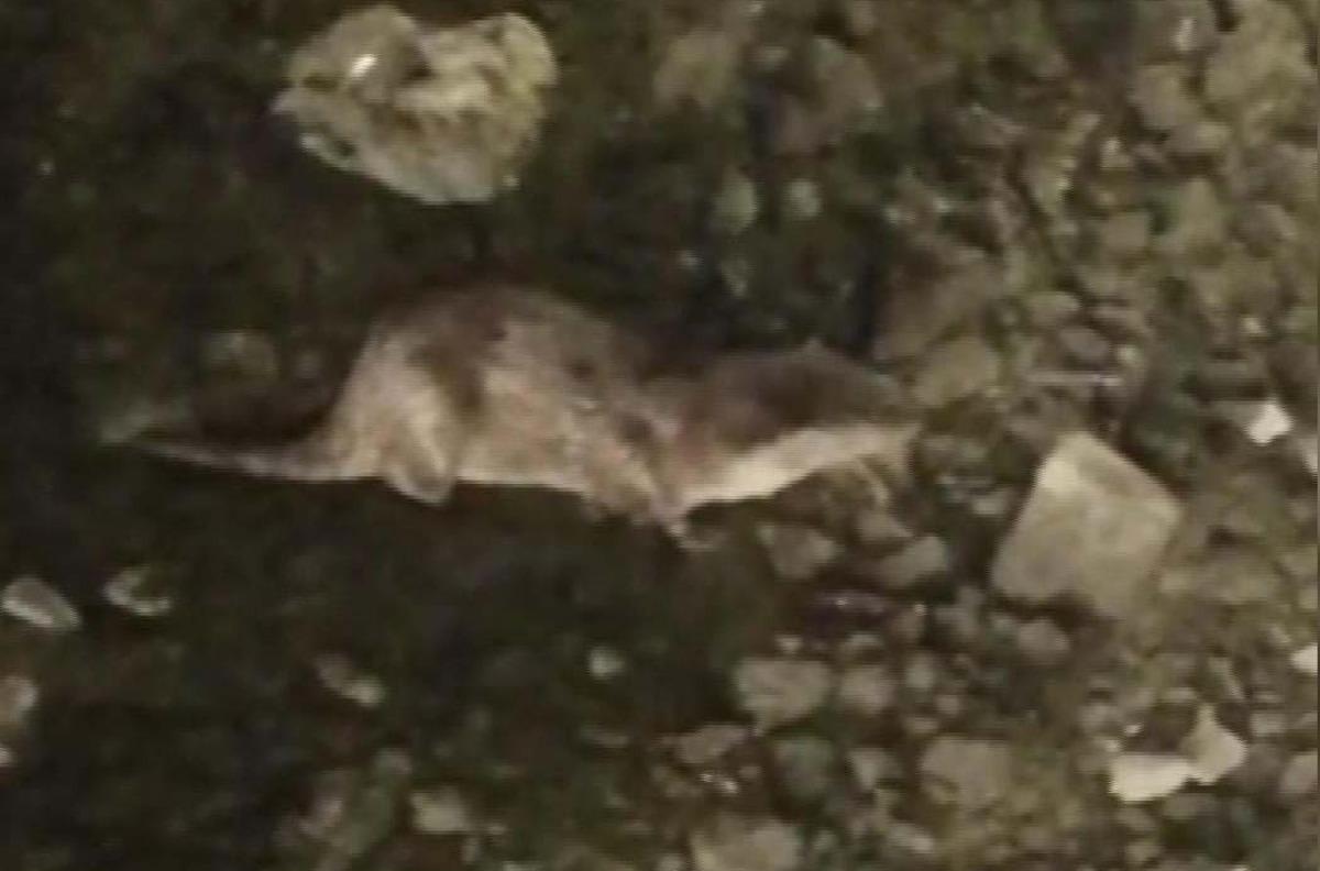 K&uuml;&ccedil;&uuml;k&ccedil;ekmece G&ouml;l&uuml;'nde ortaya &ccedil;ıktı! Nesli t&uuml;kenmek &uuml;zere...