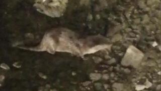 Küçükçekmece Gölü'nde ortaya çıktı! Nesli tükenmek üzere...