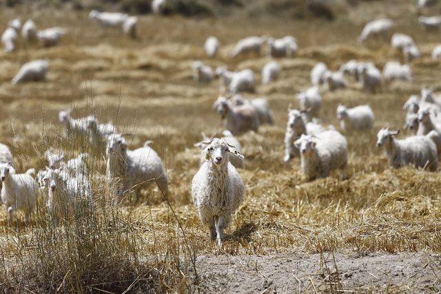 Ankara keçisinin sayısı, son 10 yılda 2,5 kat arttı