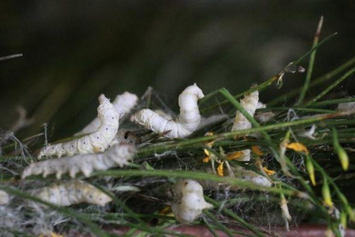 Devlet desteği ile Türkiye'nin en kapsamlı ipekböceği evini kurdu G1