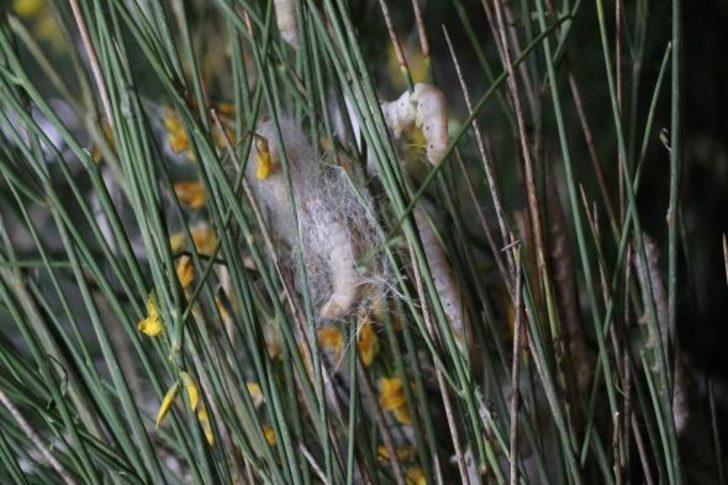 Devlet desteği ile Türkiye'nin en kapsamlı ipekböceği evini kurdu G3