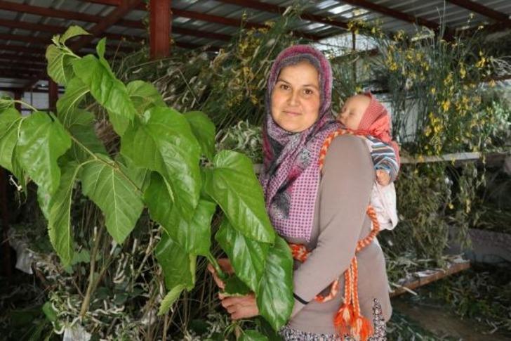 Devlet desteği ile Türkiye'nin en kapsamlı ipekböceği evini kurdu G5