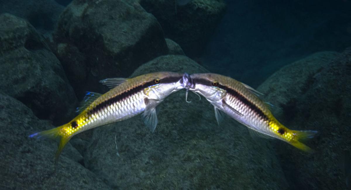 İnanılmaz! Balıkların kavga anları kameralara yansıdı