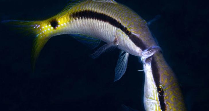 İnanılmaz! Balıkların kavga anları kameralara yansıdı G3