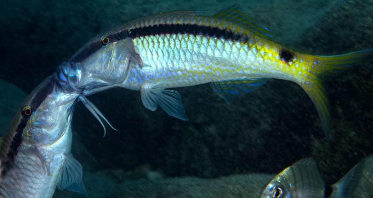 İnanılmaz! Balıkların kavga anları kameralara yansıdı G4