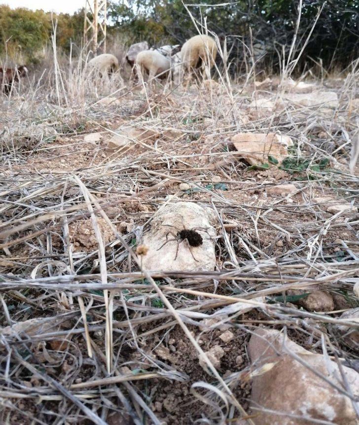 Dünyanın en tehlikeli örümceklerinden! Türkiye'de görüldü G2