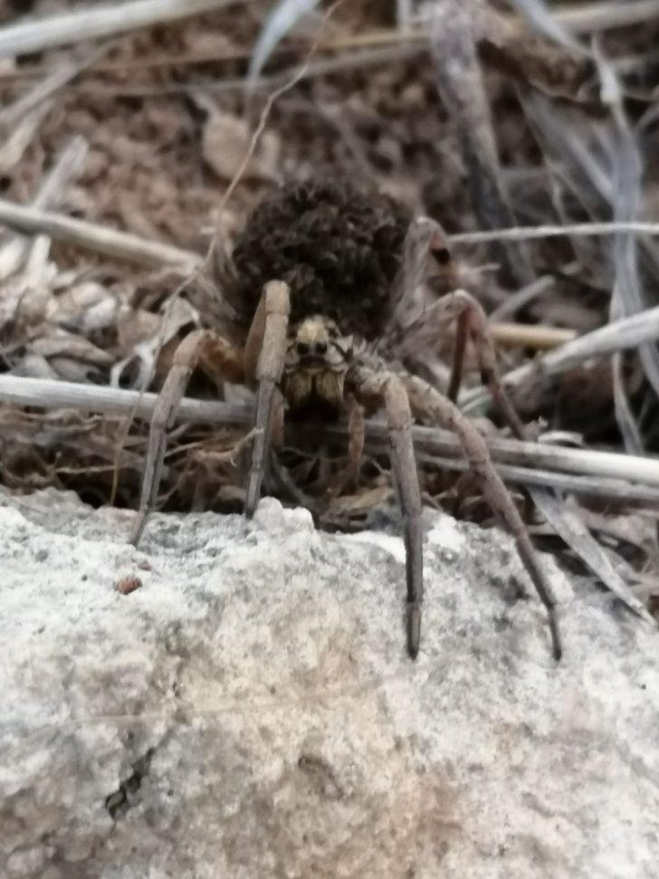 Dünyanın en tehlikeli örümceklerinden! Türkiye'de görüldü G4