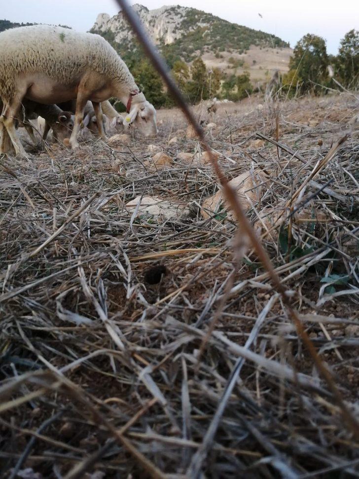 Dünyanın en tehlikeli örümceklerinden! Türkiye'de görüldü G5