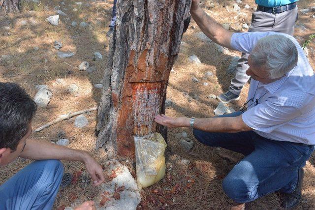 Mersin Orman Bölge Müdürlüğü, Silifke 8 ton reçine üretimi gerçekleştirdi