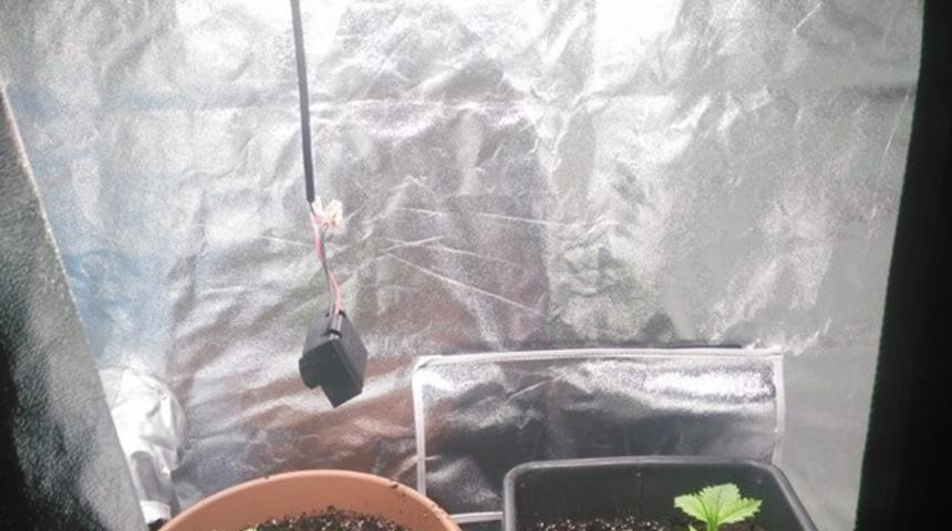 Çatı katında hint keneviri yetiştiren bir kişi tutuklandı