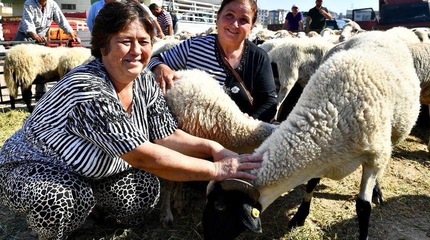 İzmir B&uuml;y&uuml;kşehir, Aliağalı &uuml;reticilere k&uuml;&ccedil;&uuml;kbaş hayvan hibe etti
