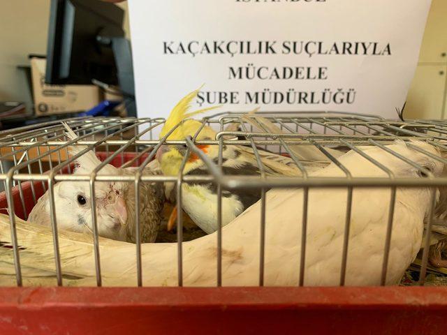Mahmutbey gişelerde otomobil bagajında 45 papağan ele geçirildi 