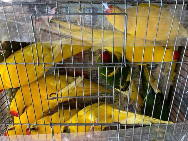 Mahmutbey gişelerde otomobil bagajında 45 papağan ele geçirildi 