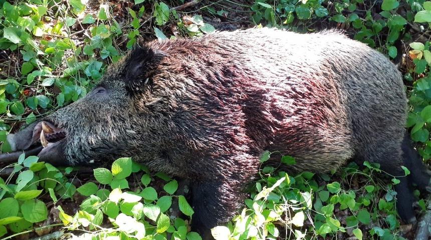 Yaklaşık 150 kilogram olan domuzu avladılar