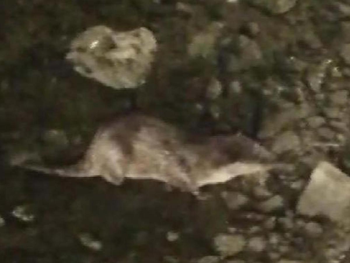 K&uuml;&ccedil;&uuml;k&ccedil;ekmece G&ouml;l&uuml;'nde su samuru g&ouml;renlerin sayısı artıyor