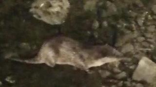 Küçükçekmece Gölü'nde su samuru görenlerin sayısı artıyor