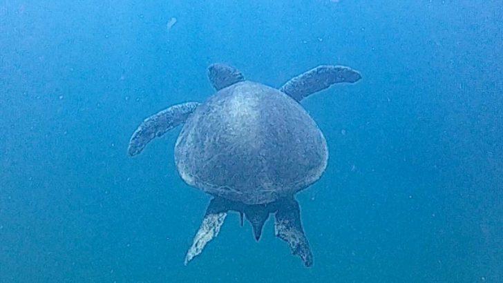 Datça'da muhteşem görüntüler... 'Mutluluğumu tarif edemem' G1