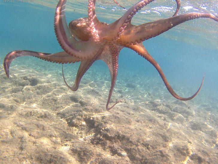 Datça'da muhteşem görüntüler... 'Mutluluğumu tarif edemem' G4