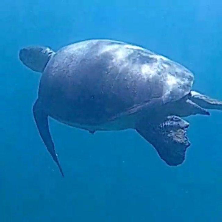 Datça'da muhteşem görüntüler... 'Mutluluğumu tarif edemem' G2