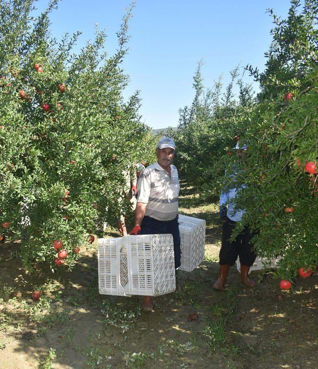 Bereketin simgesi nar, Uzak Doğu yolcusu