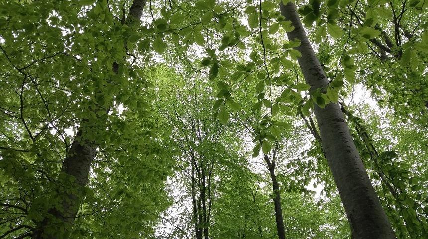 Orman B&ouml;lge M&uuml;d&uuml;rl&uuml;ğ&uuml;nden Samsun&rsquo;a 50 milyonluk yatırım