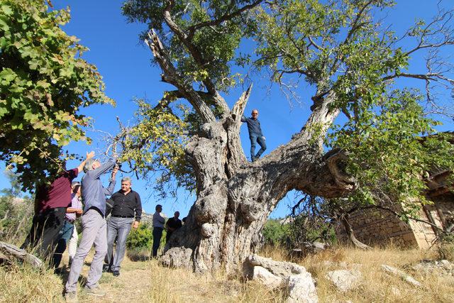 700 yıllık ceviz ağacı koruma altına alınacak 