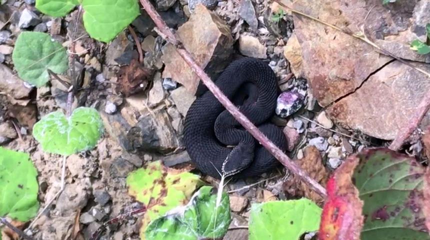 Doğada nadir bulunan engerek yılanı ilk kez görüntülendi 