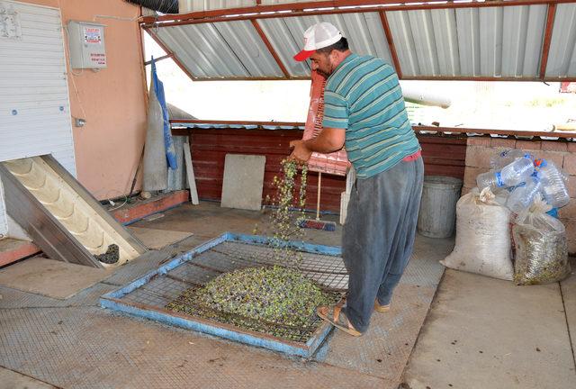 Gazipaşa'da zeytin hasadı ve yağ sıkım dönemi başladı