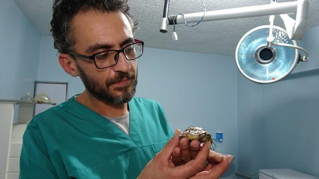 Kaplumbağanın kırılan kabuğu telle tutturuldu