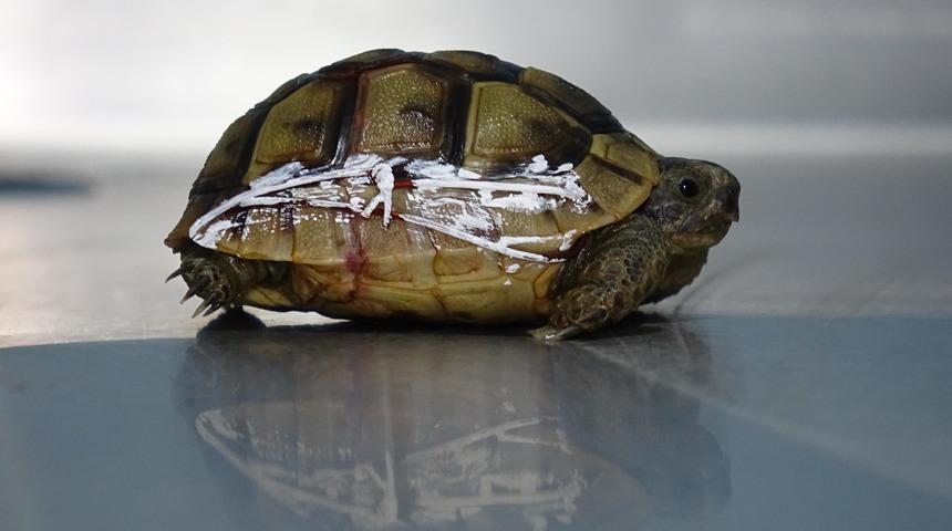 Kaplumbağanın kırılan kabuğu telle tutturuldu