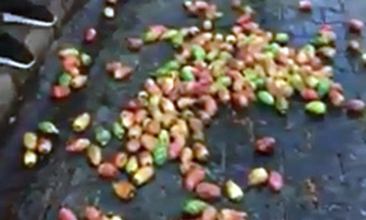 Zabıta seyyar satıcının incirlerini döktü, vatandaşlar zabıtaya incir attı G3