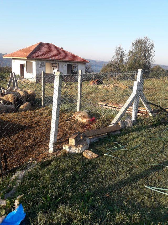 Kandıra'da aç kalan köpekler koyunları telef etti