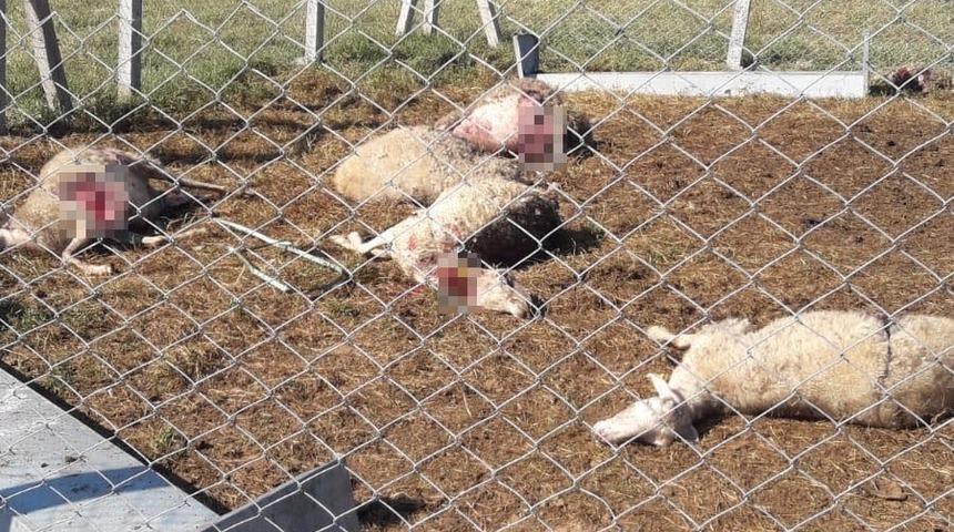 Kandıra'da a&ccedil; kalan k&ouml;pekler koyunları telef etti