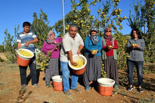 Alıç üreticisinin yüzünü güldürüyor