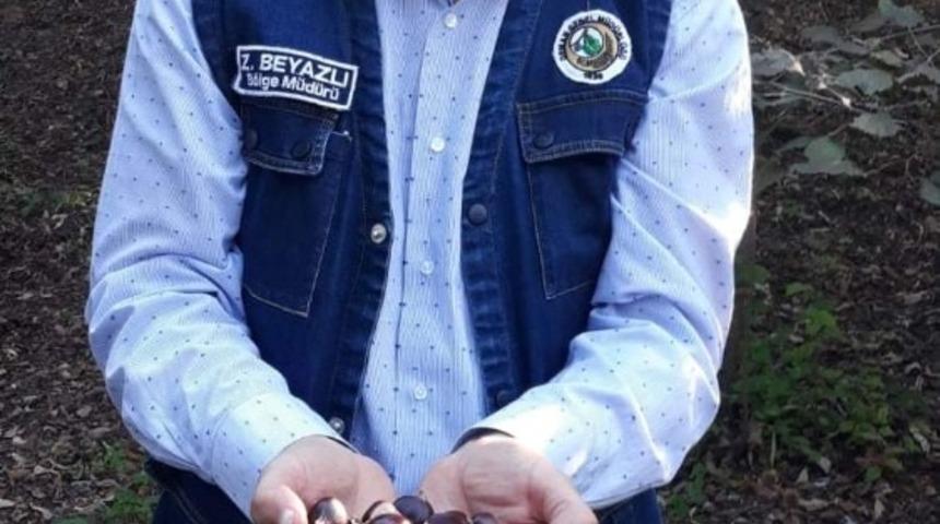 Yılda iki d&ouml;nem &uuml;r&uuml;n veren kestane