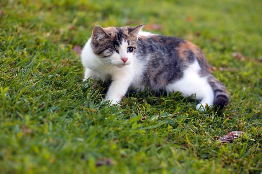 G&ouml;rme engelli yavru kediyi hayata bağladılar