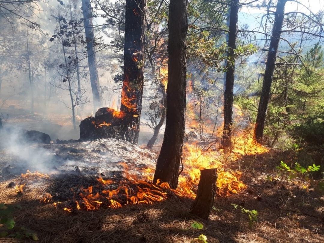 Bilecik&rsquo;teki orman yangınında 6 hektar alan k&uuml;l oldu
