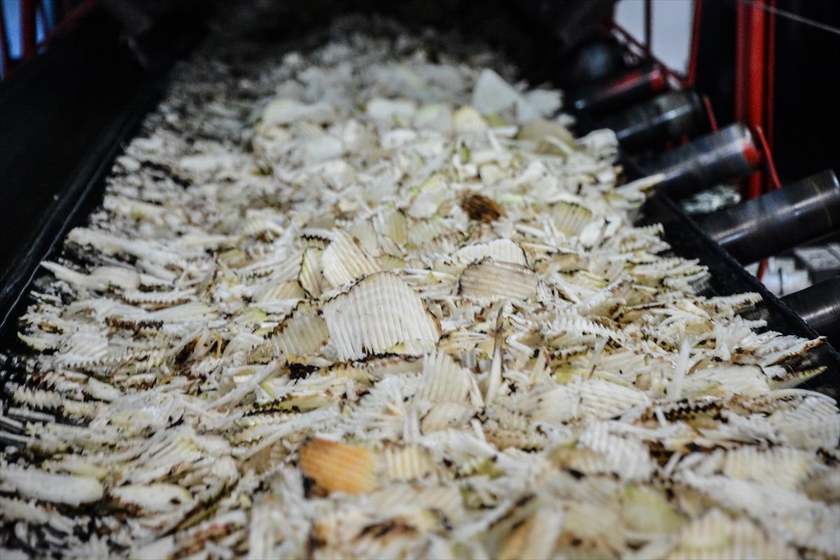 Şeker pancarı &uuml;retiminin sofralara uzanan tatlı yolculuğu