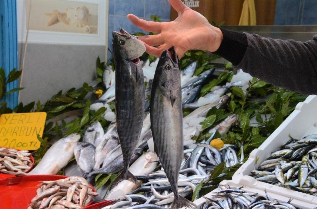 Palamut &ccedil;ıkmaya başladı, fiyatlar d&uuml;ş&uuml;şe ge&ccedil;ti