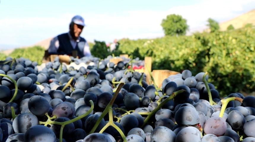 Cimin &uuml;z&uuml;m&uuml;nde rekolte arttı