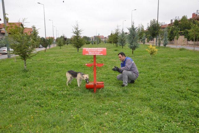 Sokaktaki hayvanlar için Türkiye’de bir ilk olarak ‘Pati Parkı’ yapıldı