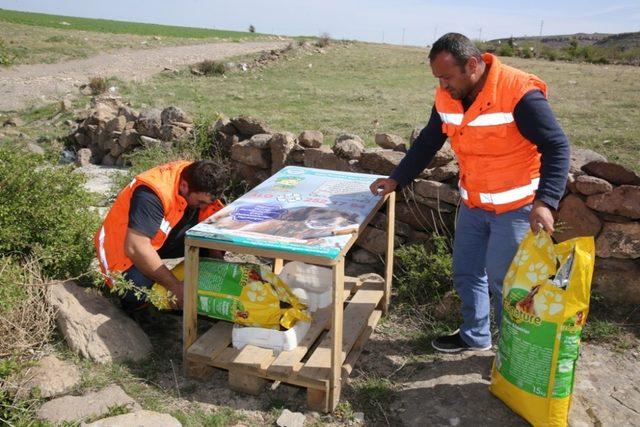 Sokaktaki hayvanlar için Türkiye’de bir ilk olarak ‘Pati Parkı’ yapıldı