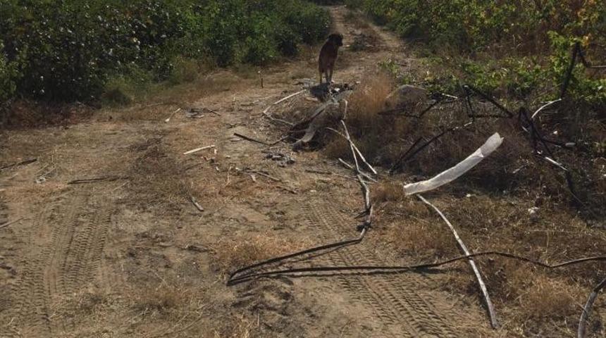 Kuyuya d&uuml;şen k&ouml;peği itfaiye kurtardı