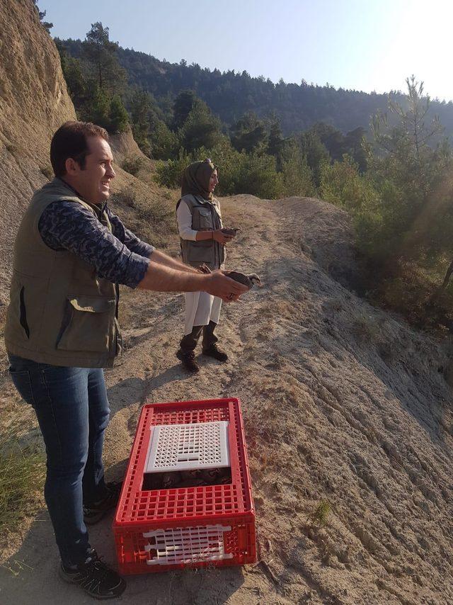 Karabük’te bin keklik doğaya salındı