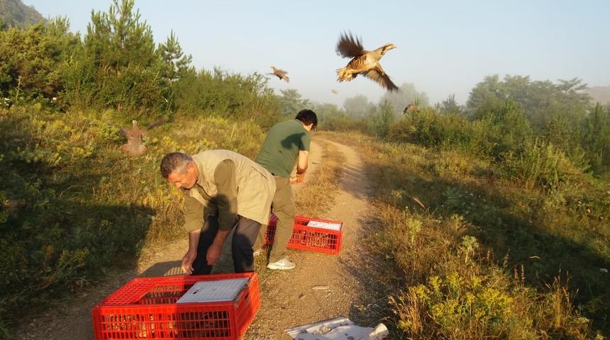 Karab&uuml;k&rsquo;te bin keklik doğaya salındı