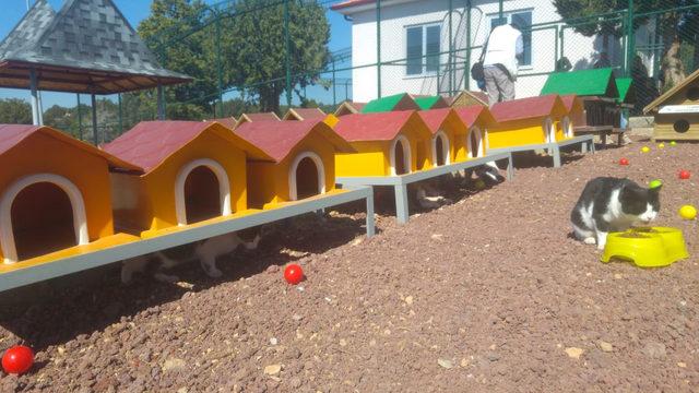 Konya da 1 milyon metrekarelik alana modern hayvan barınağı 1