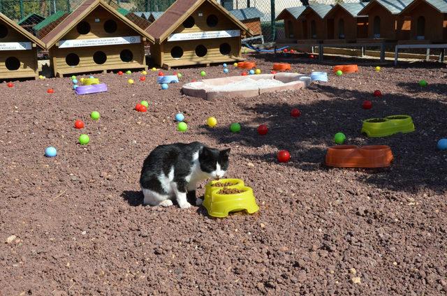 Konya da 1 milyon metrekarelik alana modern hayvan barınağı 3